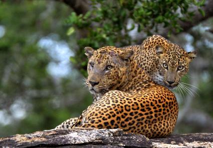 Leoparden Sri Lanka_32_3.jpg